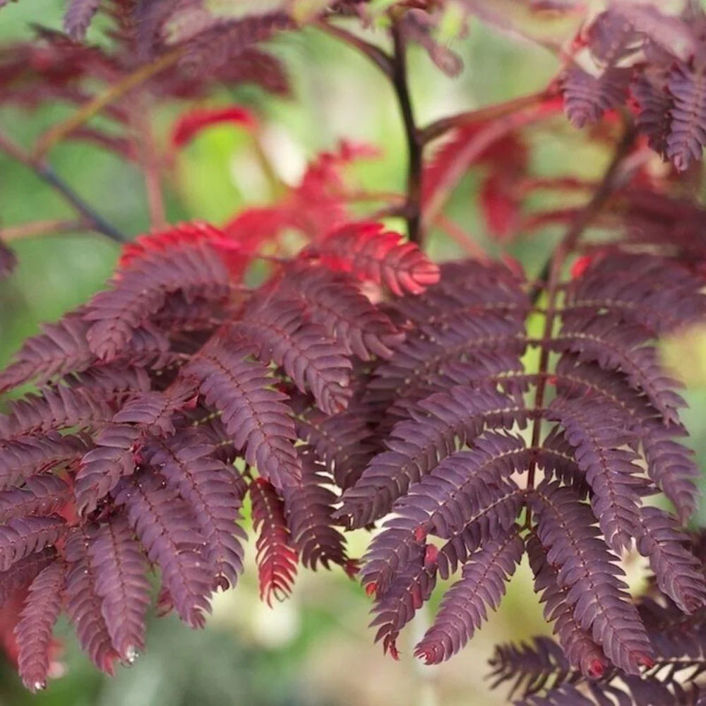 Chocolate Mimosa Tree Seeds