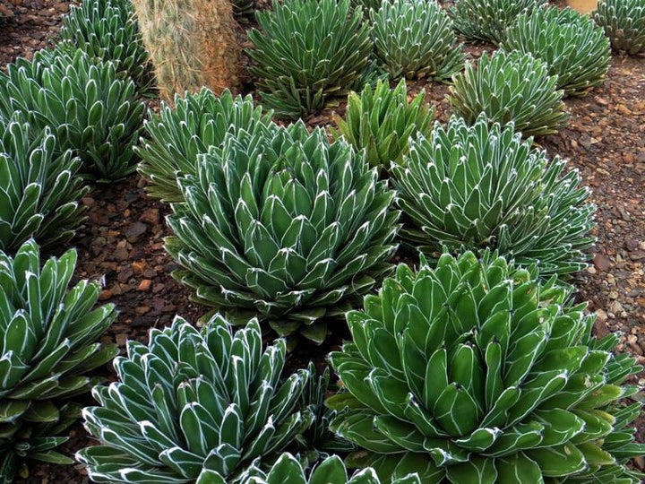 Green Agave Victoria Regina Planting Seeds for Garden NON GMO Seeds