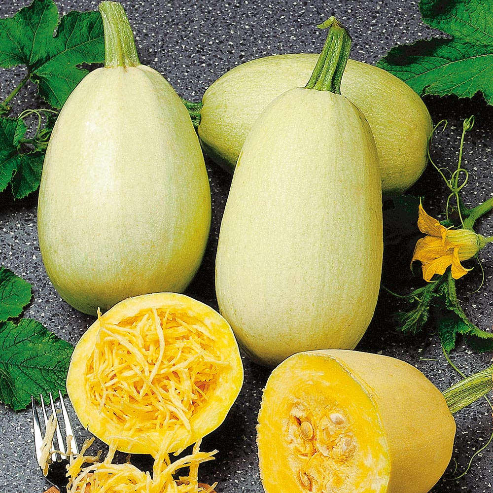 Almond Spaghetti Pumpkin Cucurbita pepo for planting in home garden
