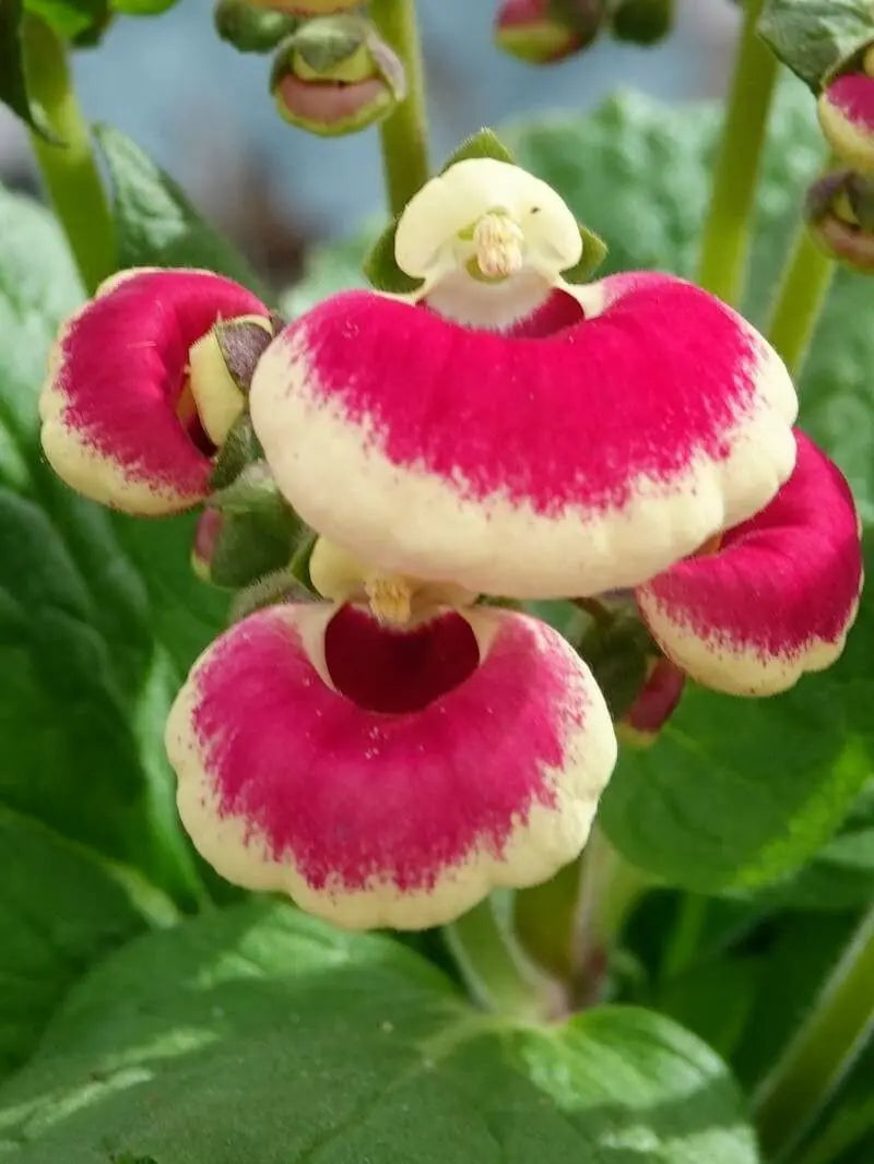Calceolaria Flower Seeds – Heirloom Non-GMO Seeds for Bright and Decorative Garden Planting