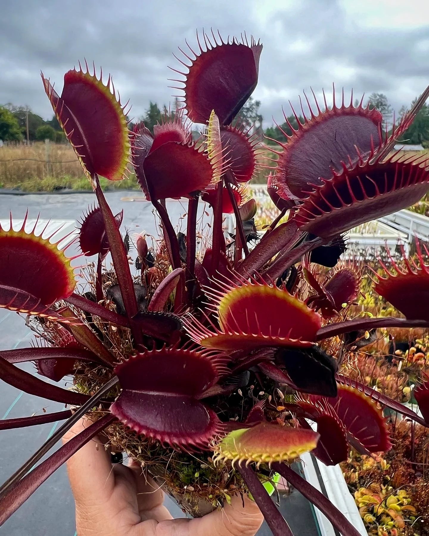 Red Venus Flytrap, Rare Carnivorous Plant | Live Dionaea Muscipula for Home & Garden Terrariums