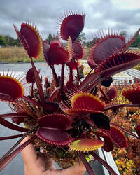 Red Venus Flytrap, Rare Carnivorous Plant | Live Dionaea Muscipula for Home & Garden Terrariums