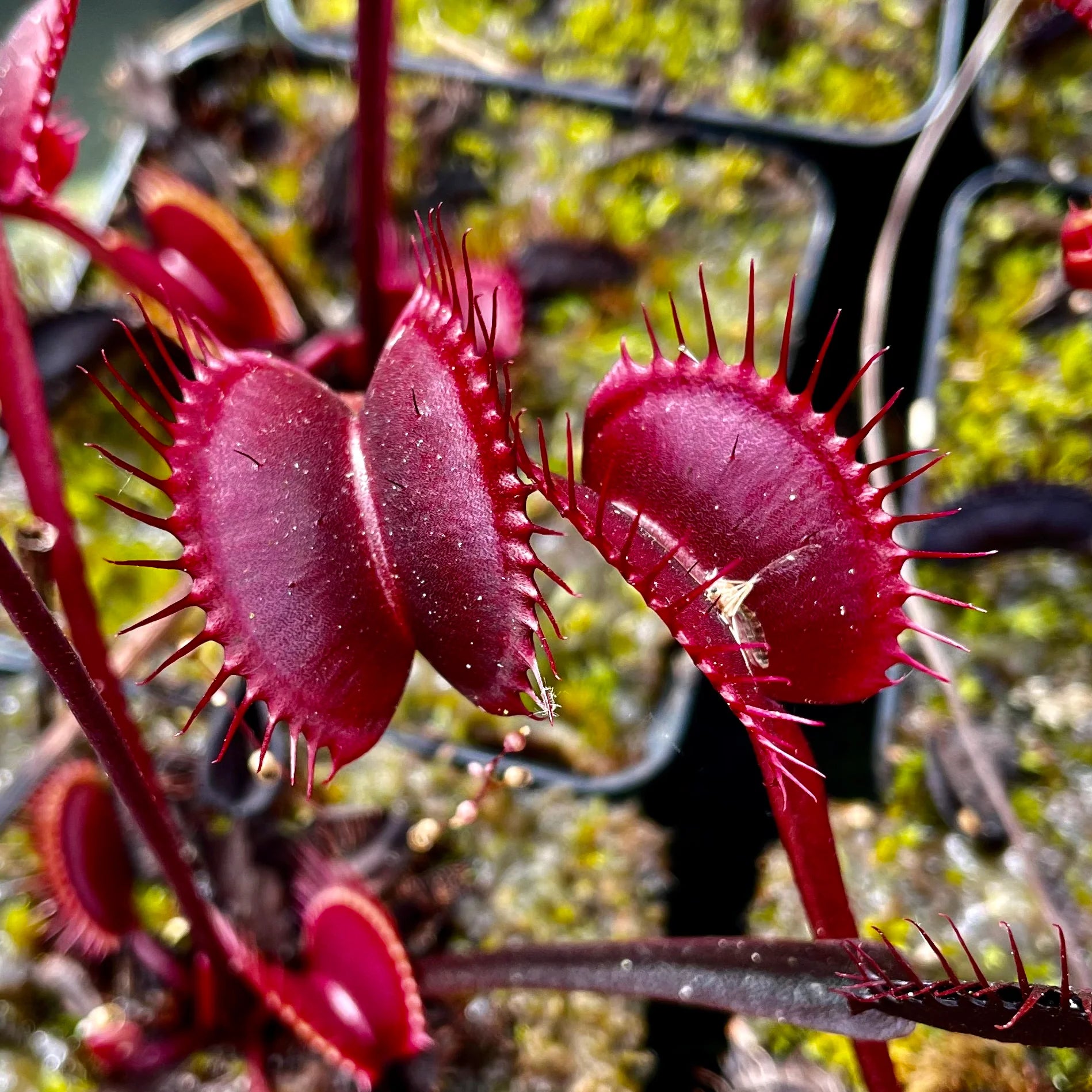 Red Venus Flytrap, Rare Carnivorous Plant | Live Dionaea Muscipula for Home & Garden Terrariums