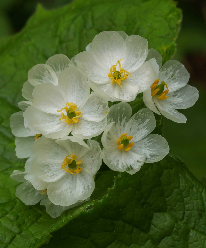 Skeleton Flower Seeds for Planting - Heirloom Seeds - NON GMO Seeds