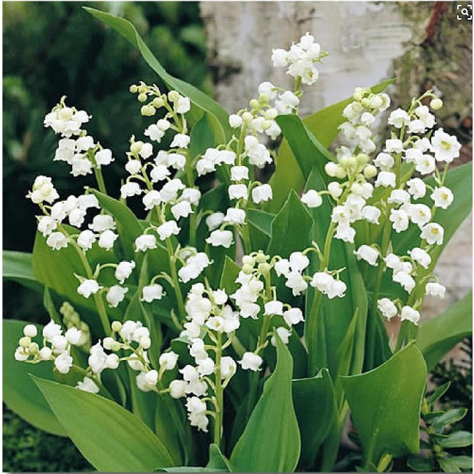 Heirloom Non-GMO Bell Orchid Flower Seeds for Planting – Exotic Fragrant Indoor Garden Blooms