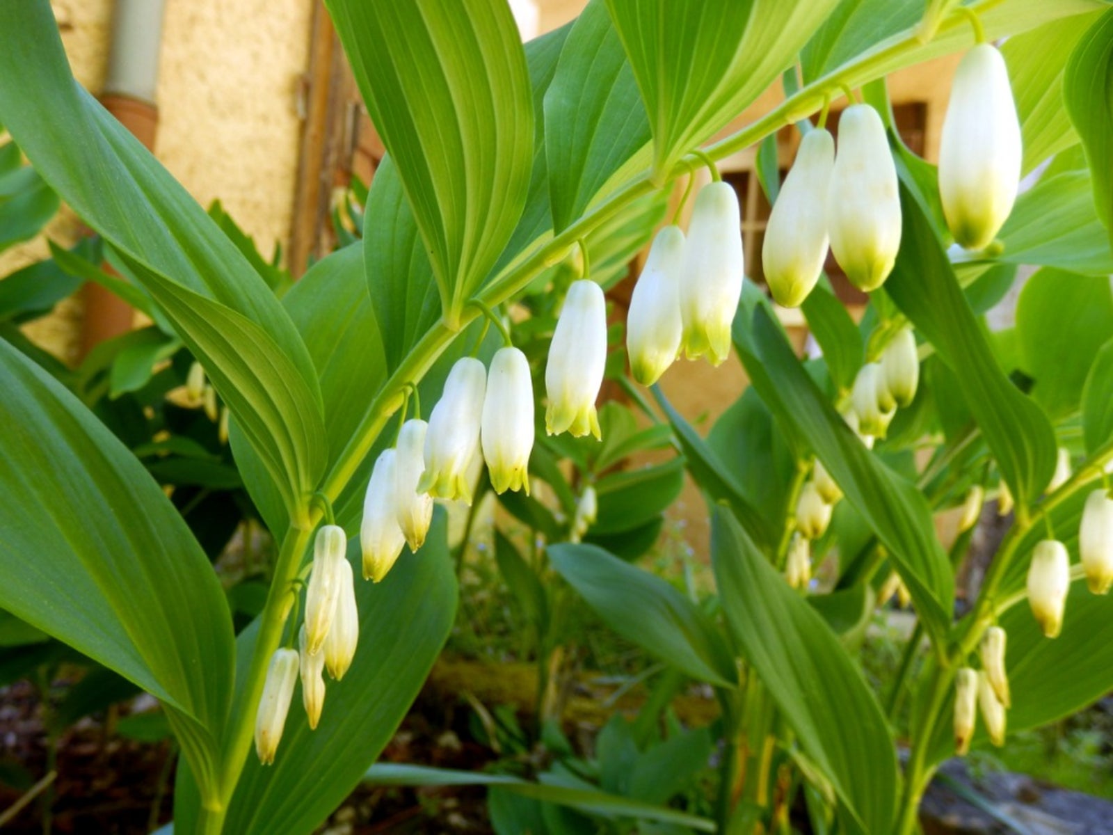 Organic White Solomon's Flower Seeds for Planting – Heirloom, Non-GMO