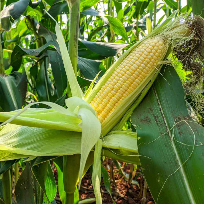 Sweet Corn Vegetable Seeds