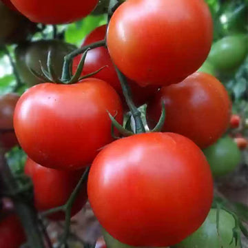 Celebrity Hybrid Red Tomato Solanum lycopersicum for planting in home garden