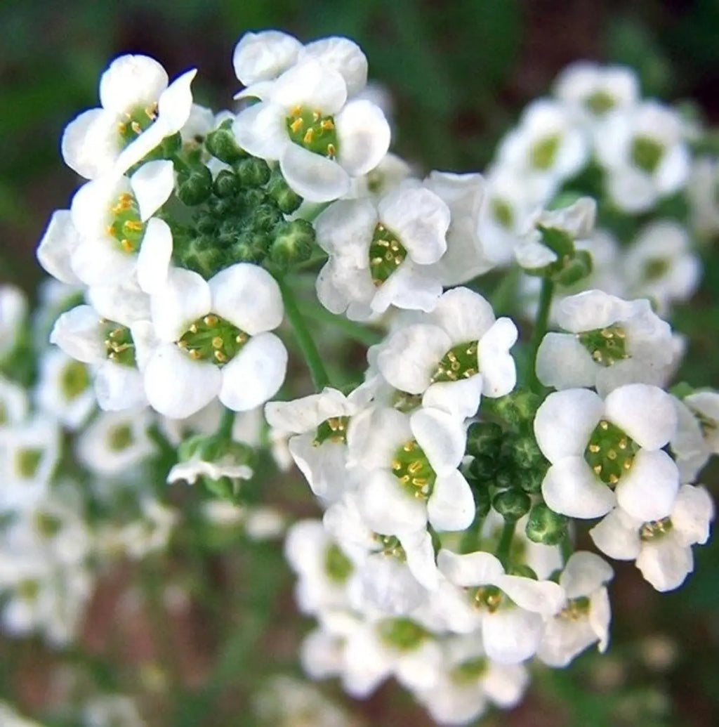Alyssum Lobularia Flower Seeds for Planting â€“ NON GMO Seeds