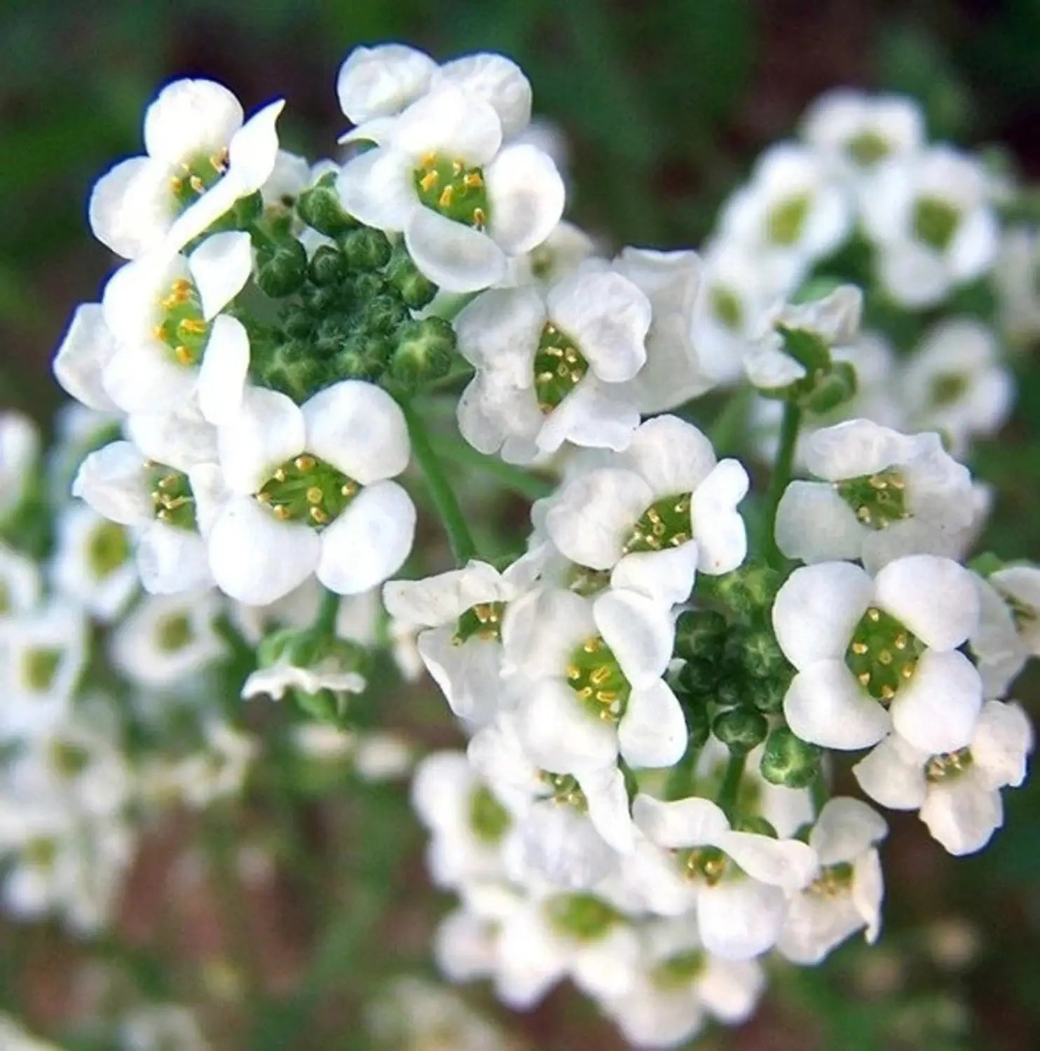Alyssum Lobularia Flower Seeds for Planting â€“ NON GMO Seeds
