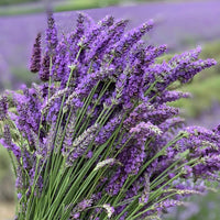 English Lavender Seeds for Planting ? Heirloom & Non-GMO Medicinal Her