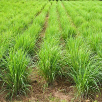 Premium Lemongrass Seeds for Gardening – Non-GMO, High Germination See