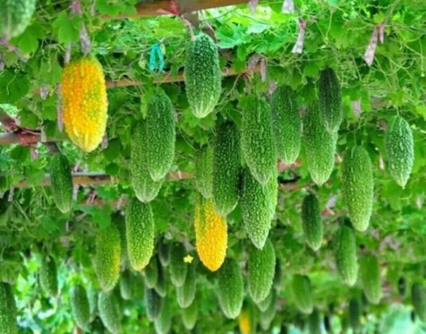 Indian Bitter Gourd Seeds for Planting, 100 Pcs pcs