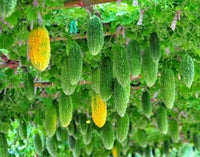 Indian Bitter Gourd Seeds for Planting, 100 Pcs pcs