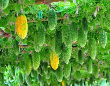 Indian Bitter Gourd Momordica charantia seeds for garden planting