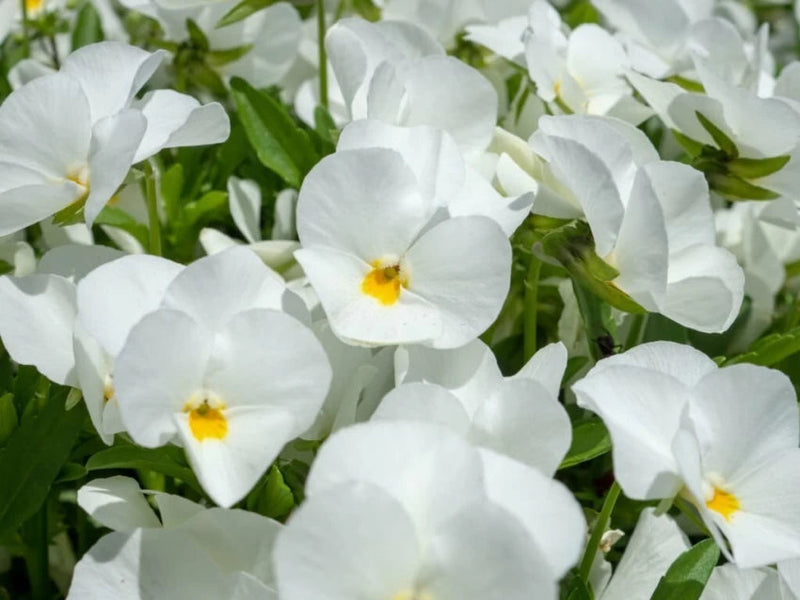 Heirloom Tricolor Pansy Flower Seeds for Planting, Non-GMO, Organic, White Blooms seeds for planting in home garden