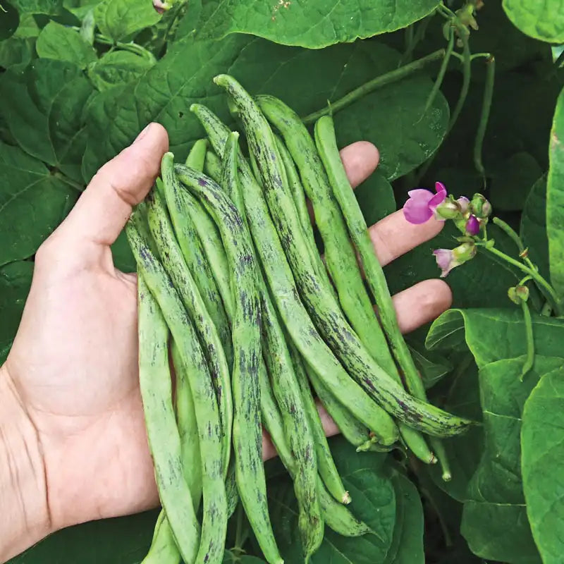 Rattlesnake Beans Vegetable Seeds for Planting heirloom & Non-GMO Seeds