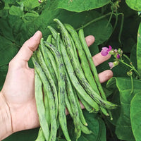 Rattlesnake Beans Vegetable Seeds for Planting heirloom & Non-GMO Seeds