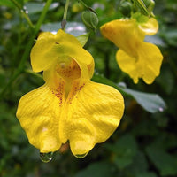 Jewelweed Flower Seeds â€“ Heirloom, Non-GMO Wildflower Seeds for Planting Pollinator Gardens