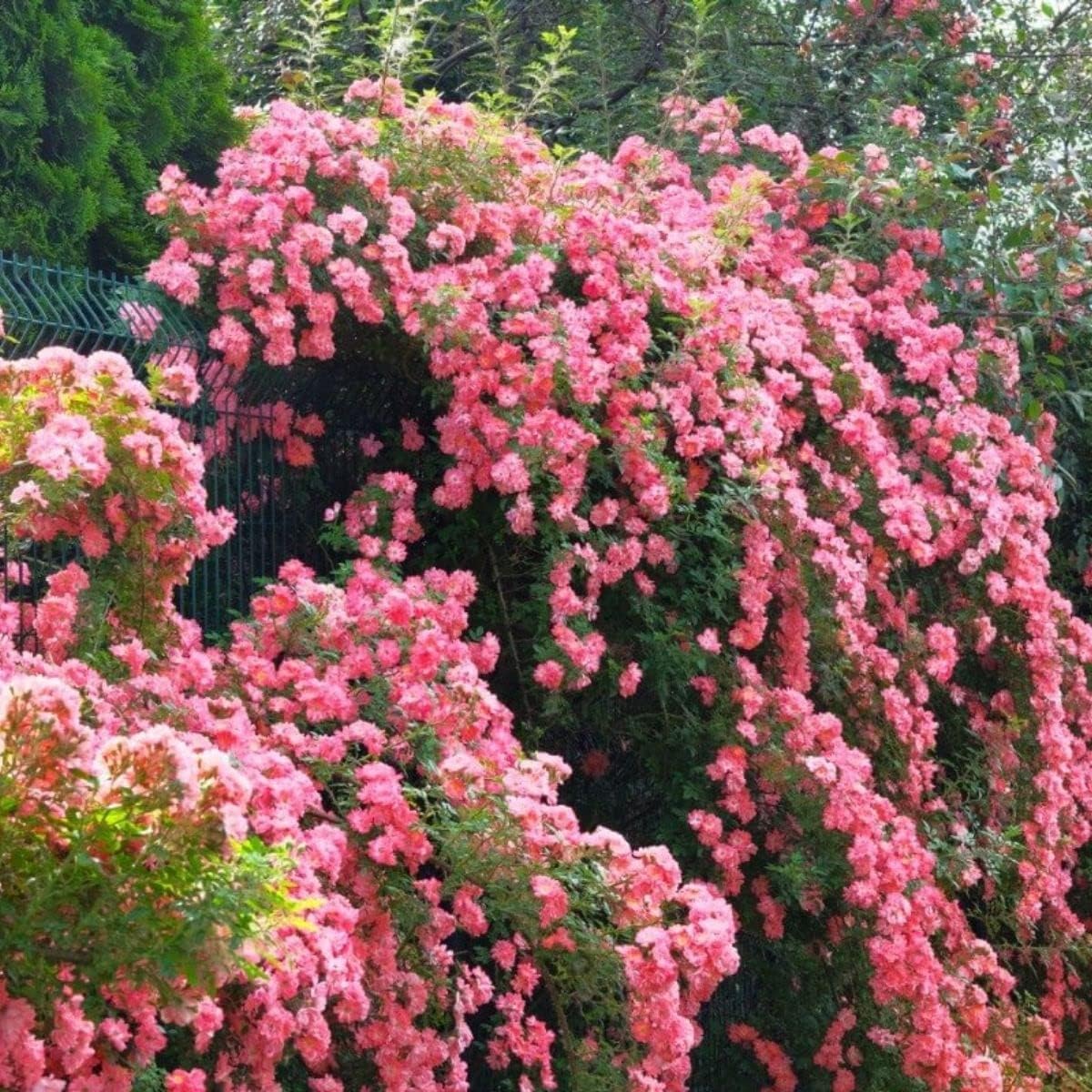 Heirloom Climbing Rose Flower Seeds for Planting – Non-GMO Seeds for Vertical Gardens - Climbing for planting in home garden