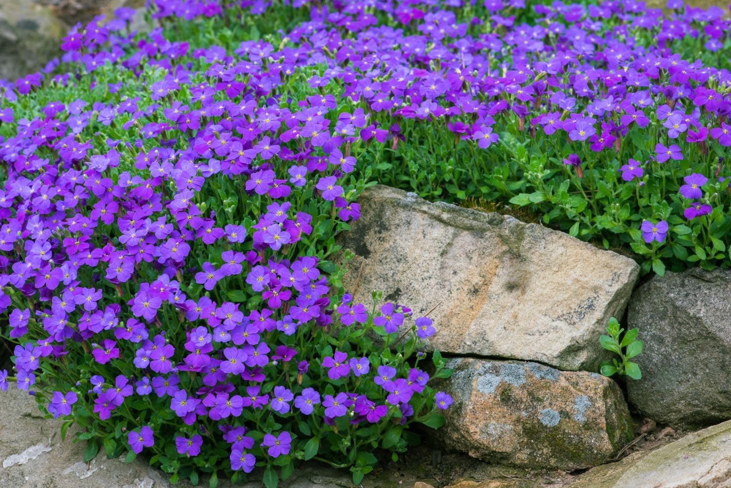 Blaukissen Flower Seeds for Planting, Fresh, 100 pcs