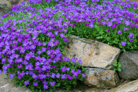 Blaukissen Flower Seeds for Planting, Fresh, 100 pcs for planting in your garden.