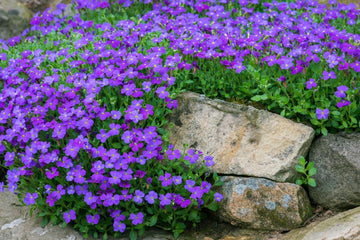 Blaukissen Flower Seeds for Planting, Fresh, 100 pcs for planting in your garden.