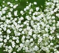 Baby's-Breath Flower Seeds for Planting – Organic, Heirloom, Non-GMO Gypsophila Seeds
