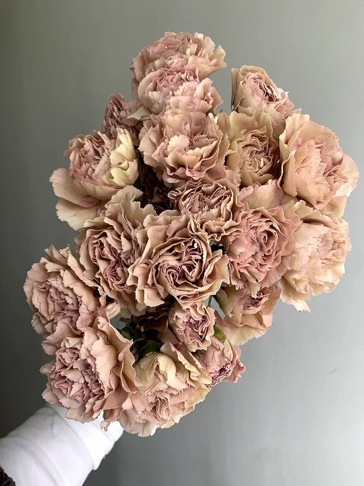 Carnation Flower Seeds Brown for Planting NON GMO Seeds