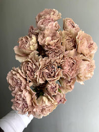 Carnation Flower Seeds Brown for Planting NON GMO Seeds