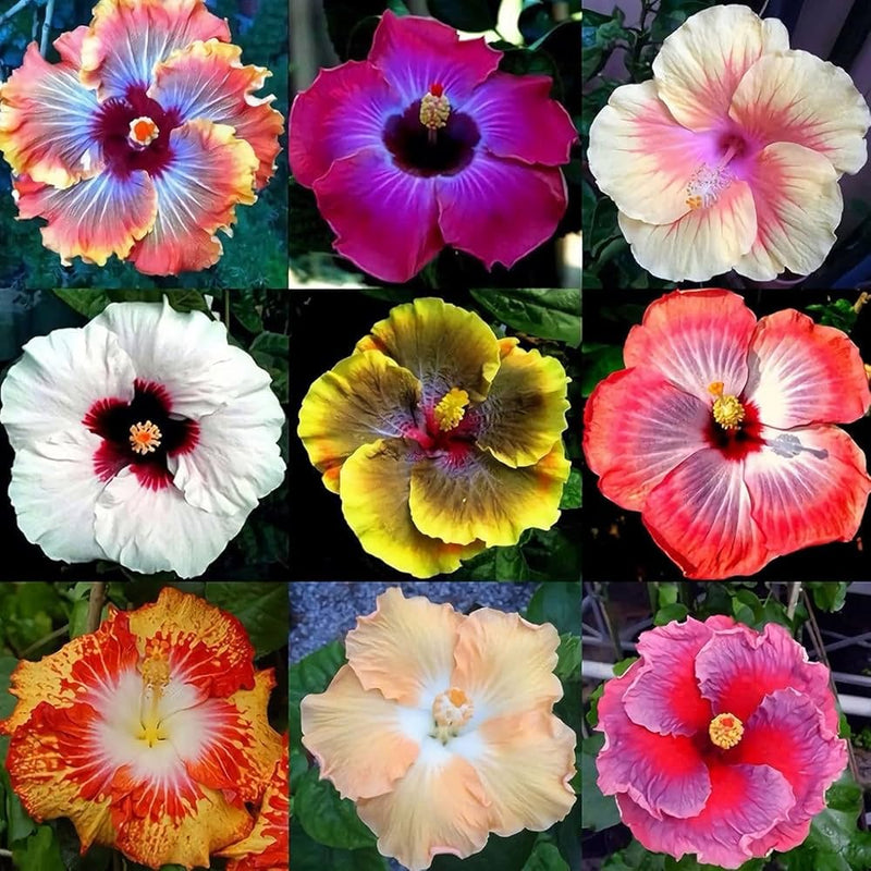 Heirloom Non-GMO Hibiscus Seeds – Vibrant Multi-Color Flowers for Home & Garden