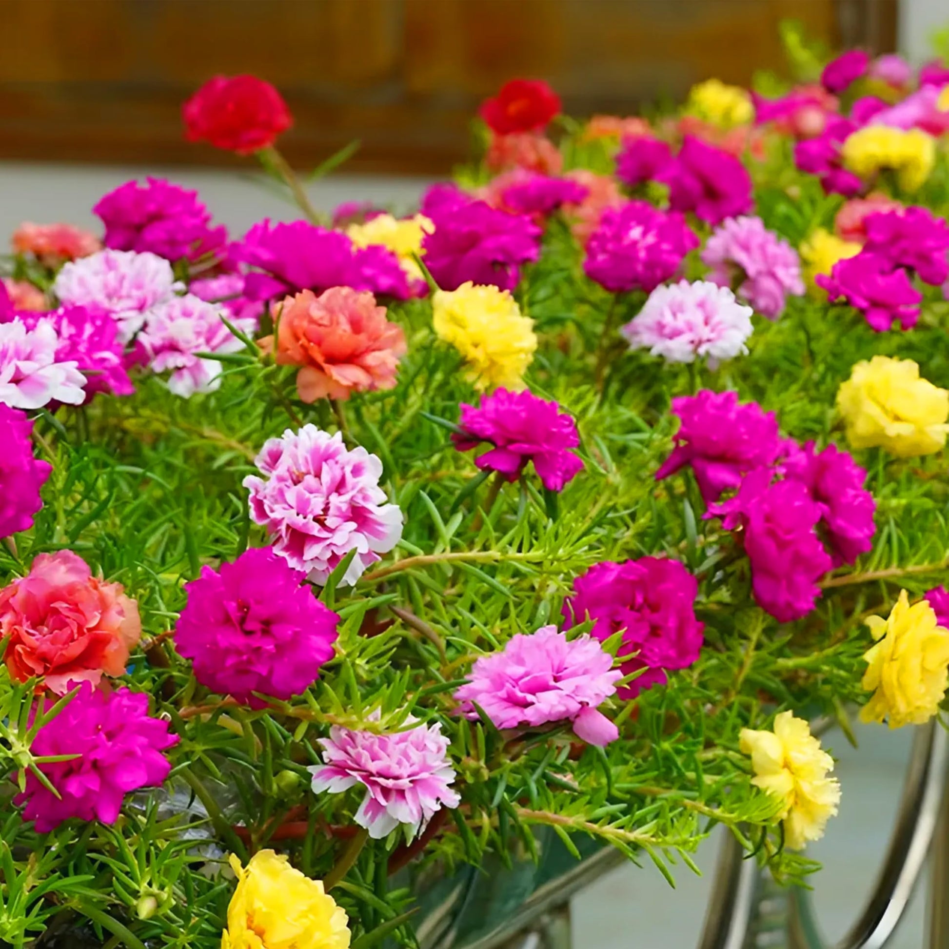 Double Moss Rose flowers in mixed colors growing along a sunny garden border.
