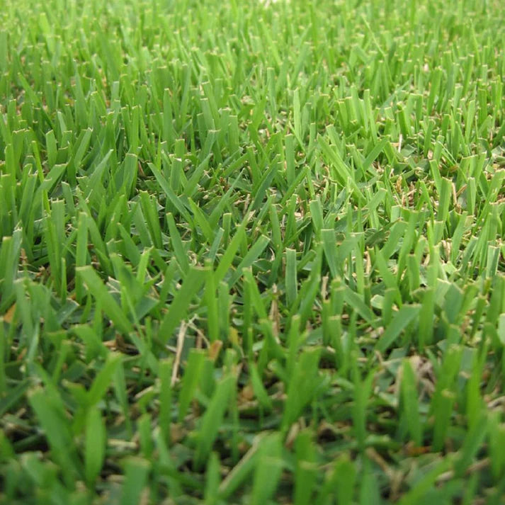 Zenith Zoysia Grass Herb Seeds