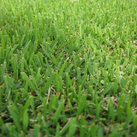 Zenith Zoysia Grass Herb Seeds