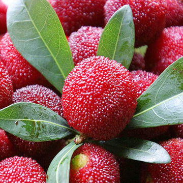 Rubra Trema orientalis seeds for tropical garden fruit