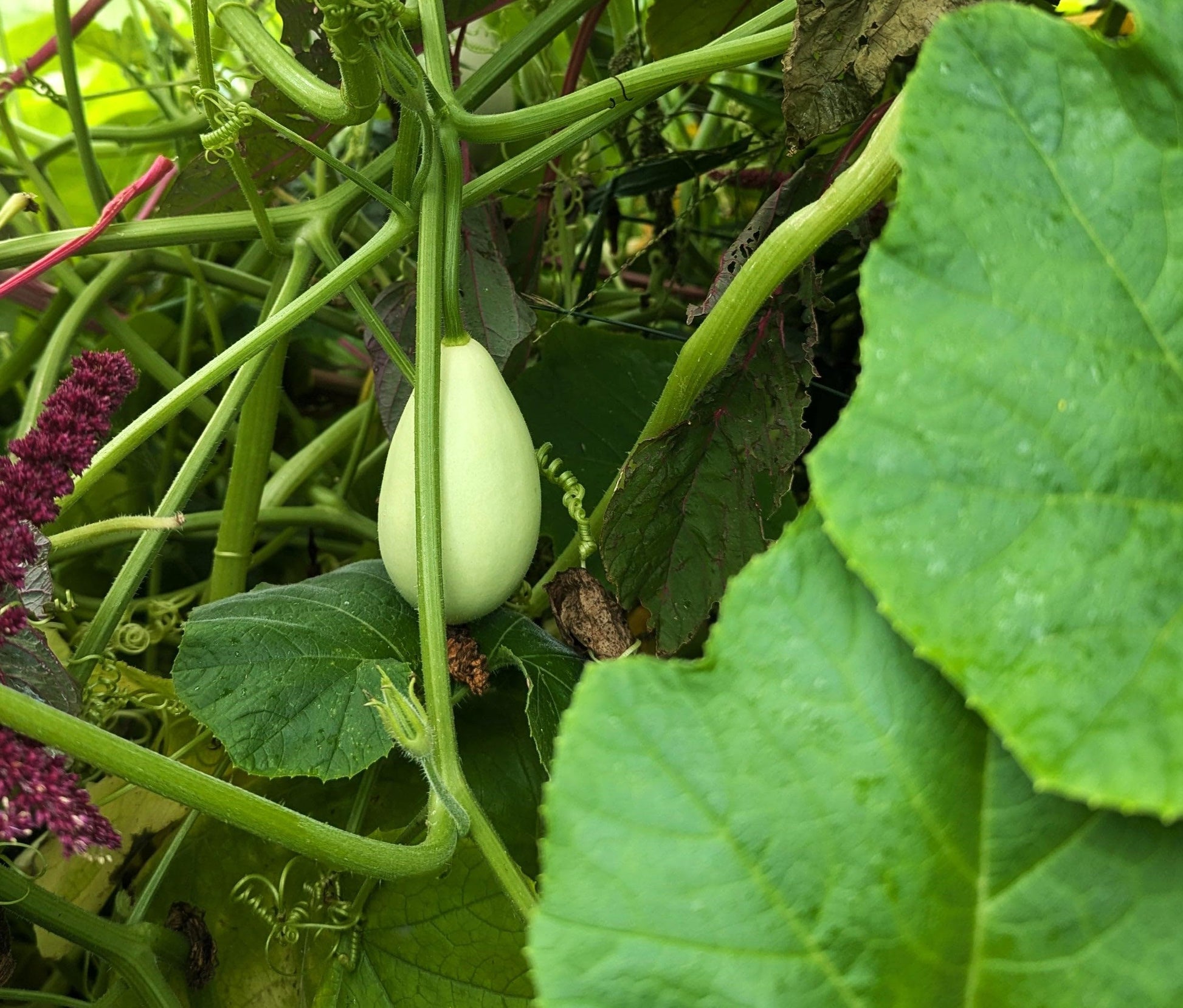White Nest Egg Gourd Vegetable Seeds for Planting