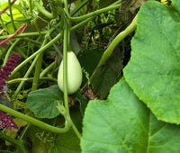 White Nest Egg Gourd Vegetable Seeds for Planting