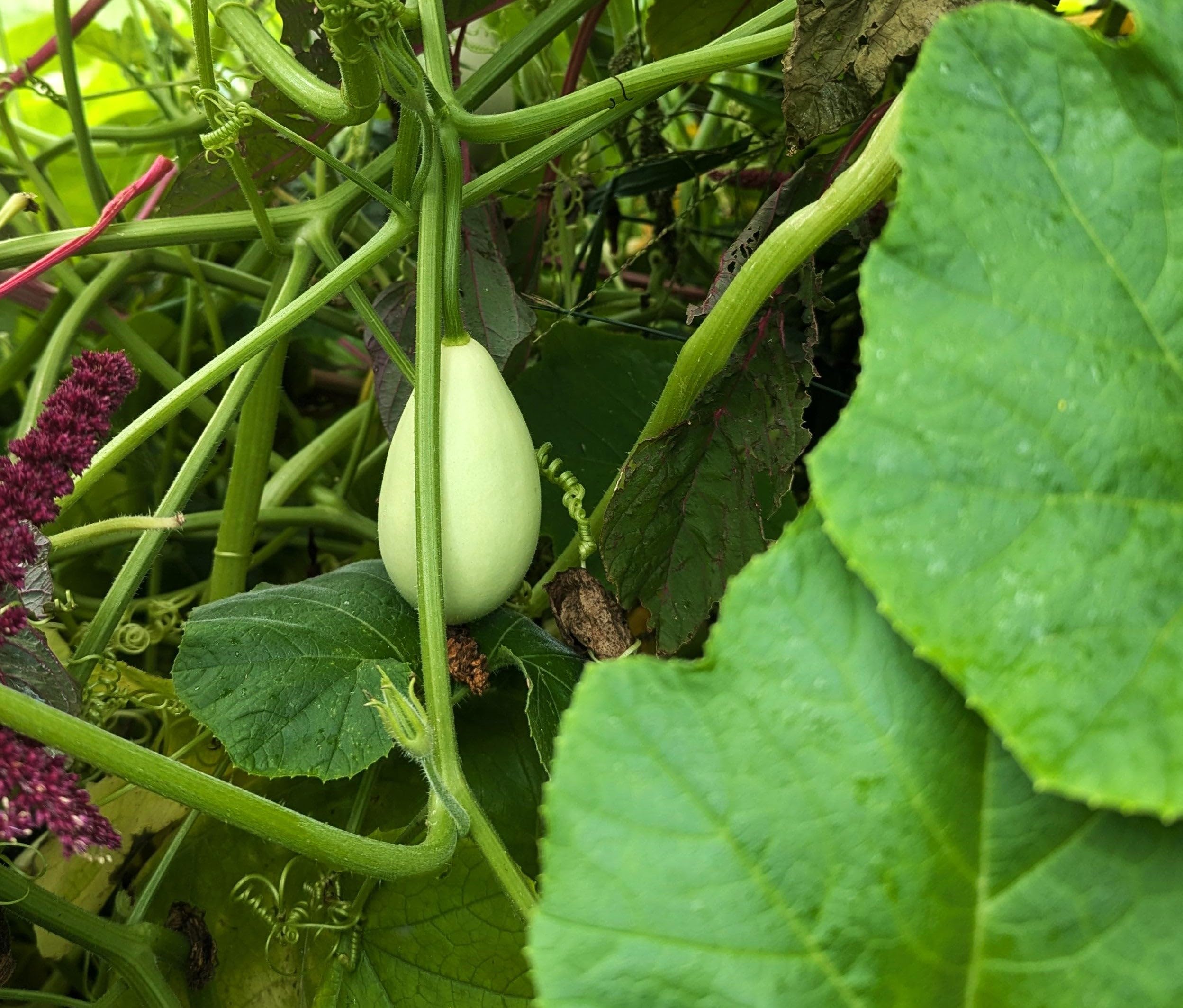 White Nest Egg Gourd Vegetable Seeds for Planting