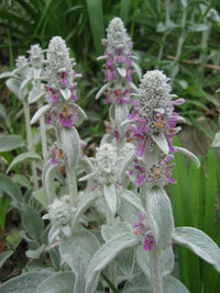 Stachys Flower Seeds for Planting - 100 pcs