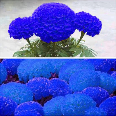 100 Pcs