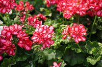 Red & White Geranium Flower Seeds for Planting – Heirloom, Non-GMO