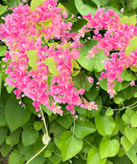 Antigonon Flower Seeds for Planting, 100 pcs