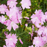 Heirloom (Heirloom scientific name) for planting in garden