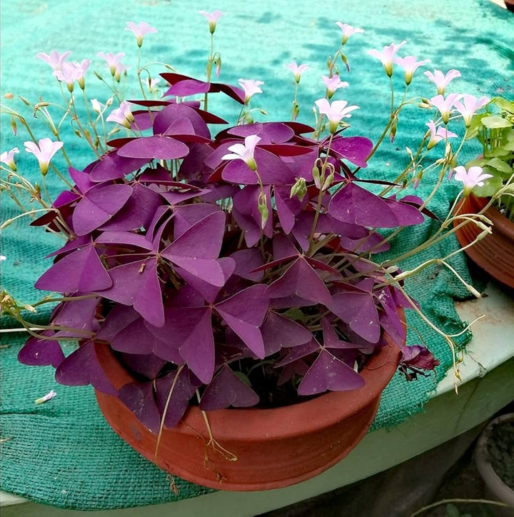 Oxalis Plant Seeds ƒ?? Heirloom, Non-GMO Seeds for Planting Colorful and Hardy Garden Blooms