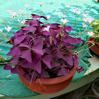Oxalis Plant Seeds ƒ?? Heirloom, Non-GMO Seeds for Planting Colorful and Hardy Garden Blooms