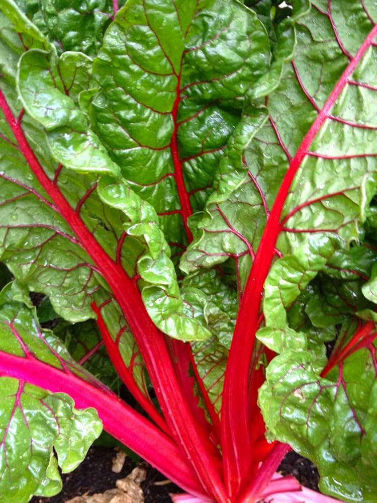 Red Swiss Chard Vegetable Seeds for Planting heirloom & Non-GMO Seeds