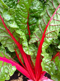 Red Swiss Chard Vegetable Seeds for Planting heirloom & Non-GMO Seeds