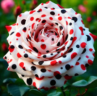 Perennial rose with colorful blooms in a garden flower bed

