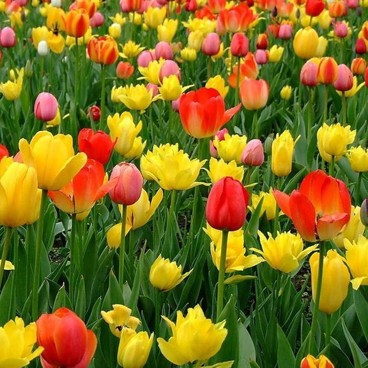 Mixed Tulip Flower Seeds for Planting ƒ?? Colorful, Non-GMO, Heirloom Garden Seeds