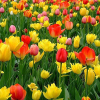 Mixed Tulip Flower Seeds for Planting ƒ?? Colorful, Non-GMO, Heirloom Garden Seeds